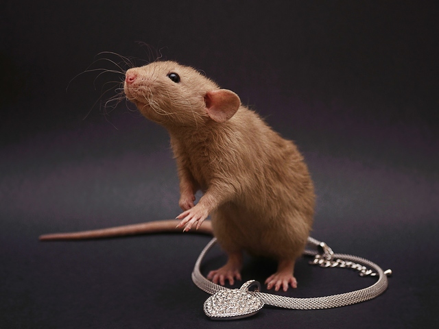 Породы крыс | ЗооТом - продажа, вязка и услуги для животных в Кущевской