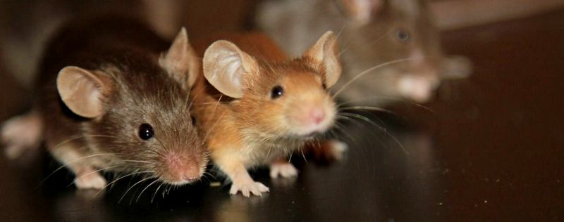Все о мышах в Кущевской | ЗооТом - продажа, вязка и услуги для животных в Кущевской