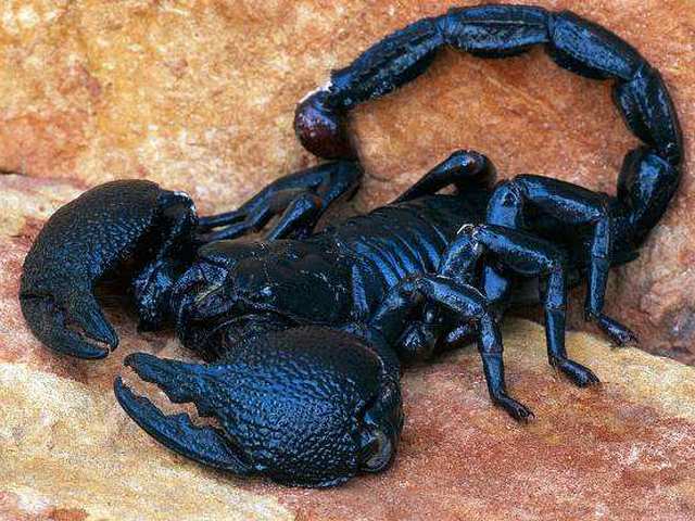 Все о скорпионах в Кущевской | ЗооТом портал о животных