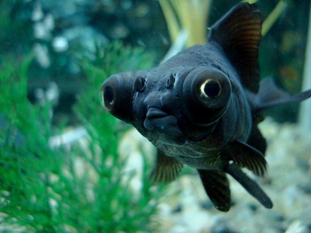 Породы аквариумных рыбок в Кущевской | ЗооТом портал о животных