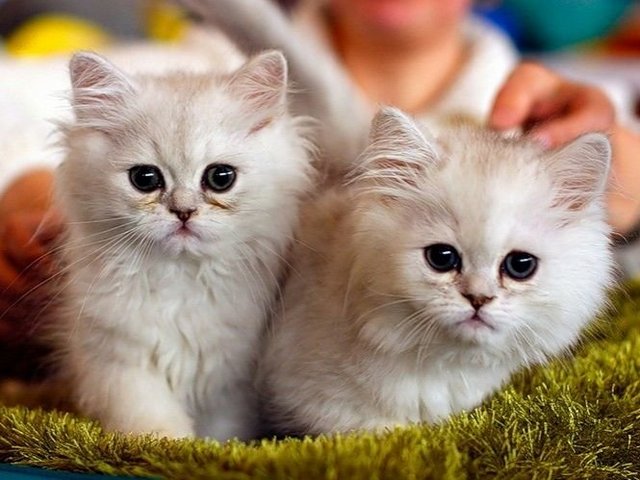 Породы кошек в Кущевской | ЗооТом портал о животных