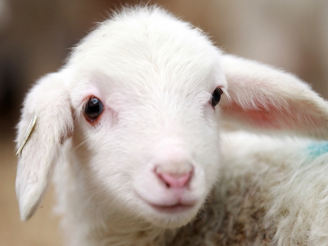 Овцы и бараны в Кущевской | ЗооТом портал о животных
