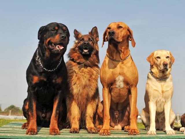 Крупные породы собак в Кущевской | ЗооТом портал о животных