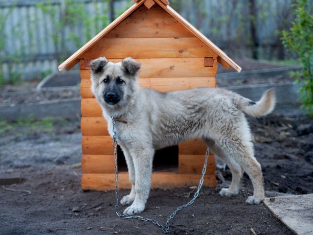 Все о собаках в Кущевской