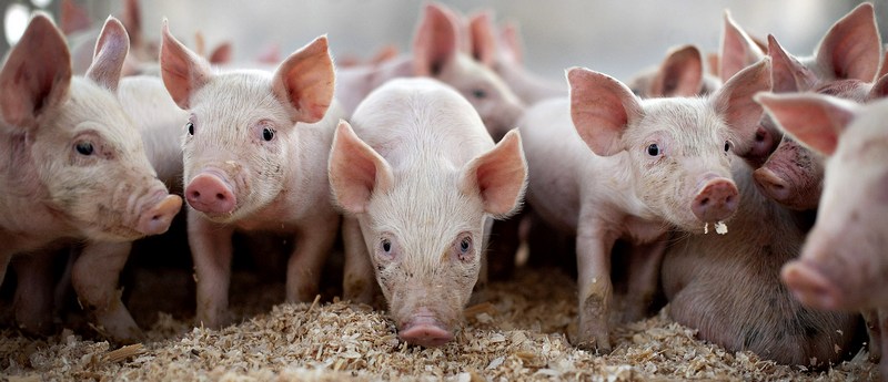 Все о свиньях в Кущевской | ЗооТом портал о животных