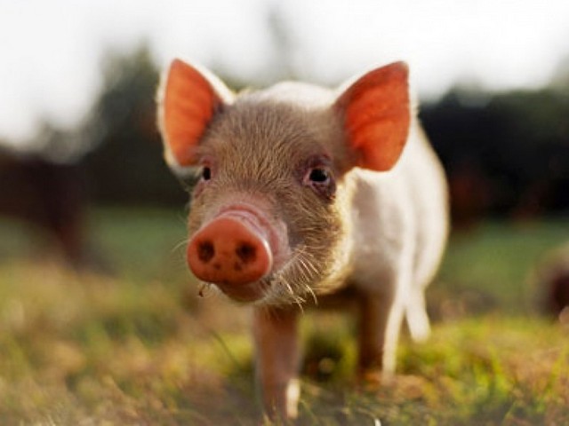 Все о свиньях в Кущевской | ЗооТом портал о животных
